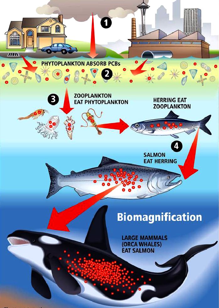 Pcb Levels In Fish Chart