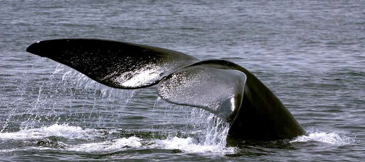 Kulo Luna is a humpbacked whale that sinks a Japanese whaling ship