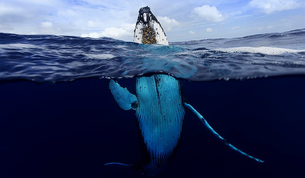 Humpback whales are dying from plastic pollution