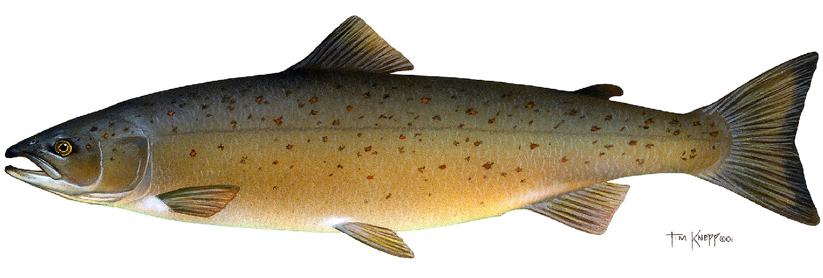 Atlantic salmon, salmo salar drawn by Tim Knepp