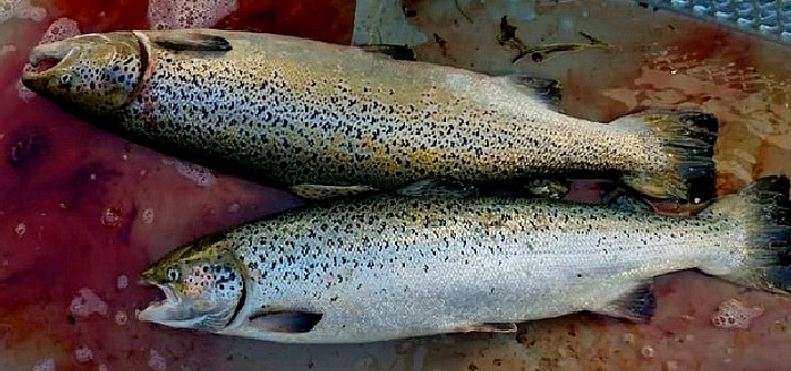 Fish farmed Atlantic salmon escape into Pacific ocean CBC News