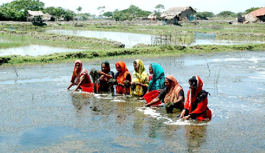 Women stock tridacna gigas from the sea