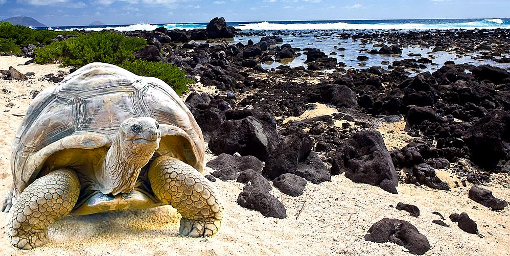 Climate change could emulate El Nino killing marine iguanas