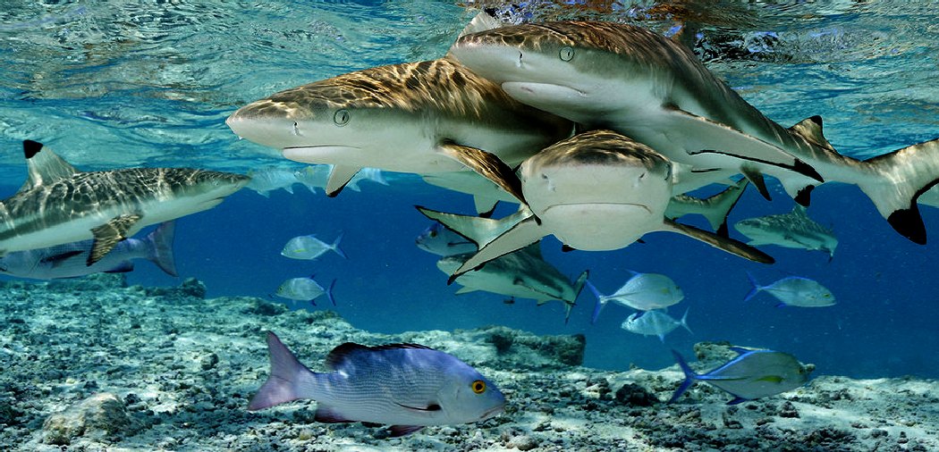Sharks swimming on a reef