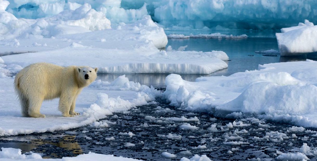 A polar bear on melting ice floes in the arctic