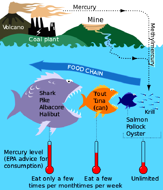 Biomagnification of mercury and other toxins in fish