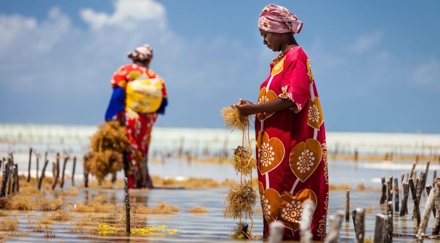 Seaweed is a cash crop