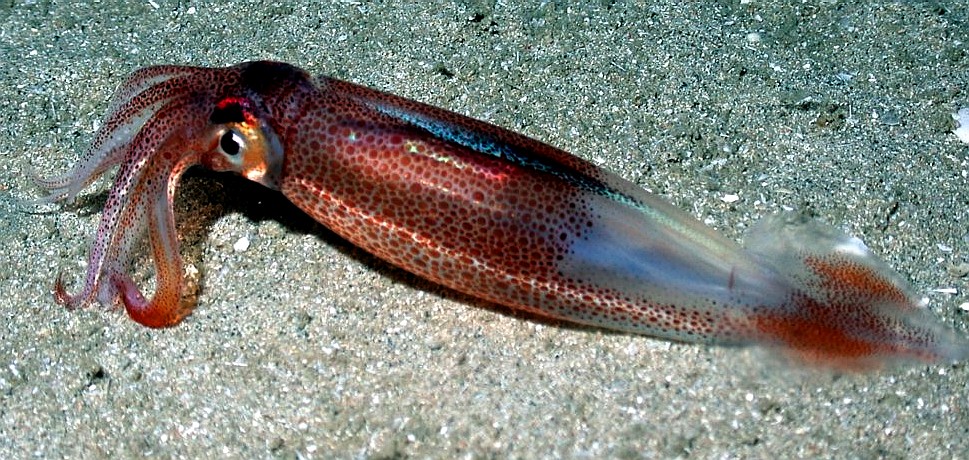 Squid