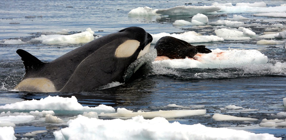 An Orca (killer whale) with a seal it has killed for food