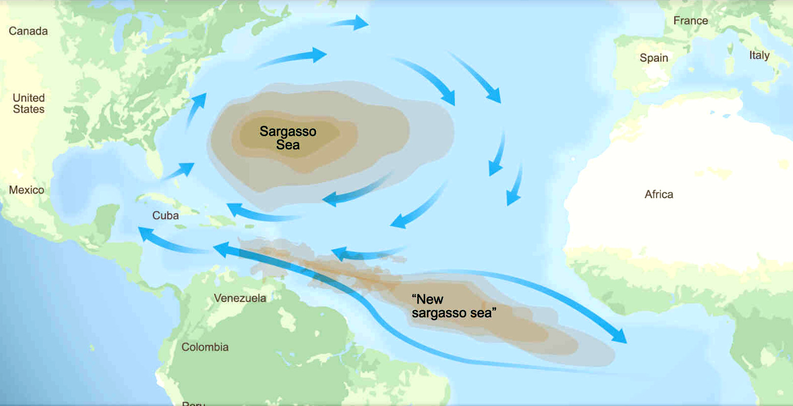 ARABIAN SARGASSO NEW SARGASSUM INVASIVE SPECIES BLOOMS WORLD PLAGUES THEORY  THEORETICAL STUDIES THESIS SEAS SEAWEED MIGRATIONS FROM ATLANTIC TO  EQUATORIAL INDIAN AND PACIFIC OCEANS