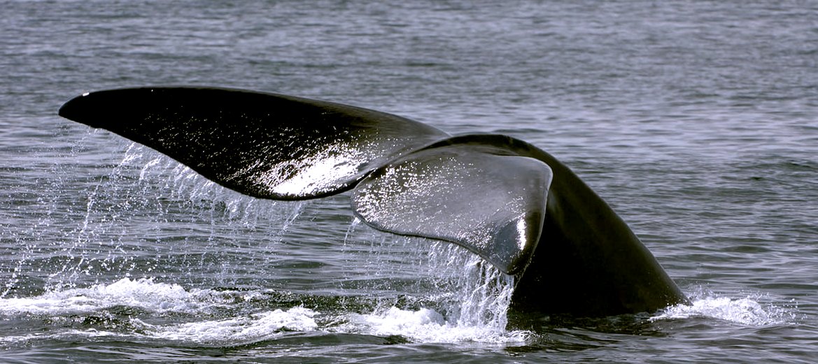 Flukes of a humpback whale as it dives into the ocean