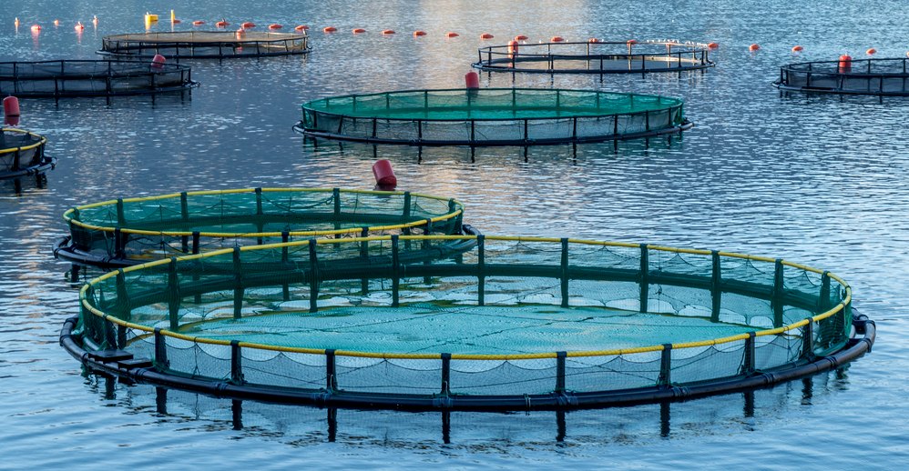 Astaxanthin supplier Astaxanthin supplier