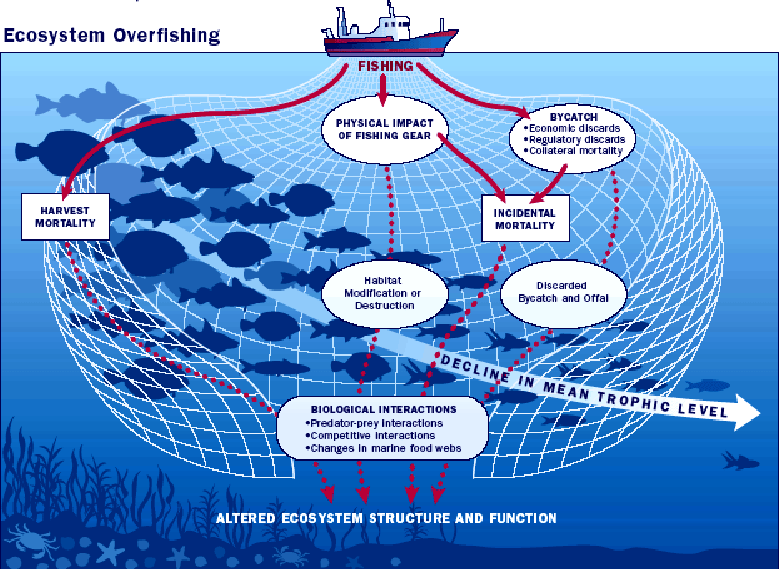 Overfishing Infographic Ocean Ecosystem Ocean Infographic