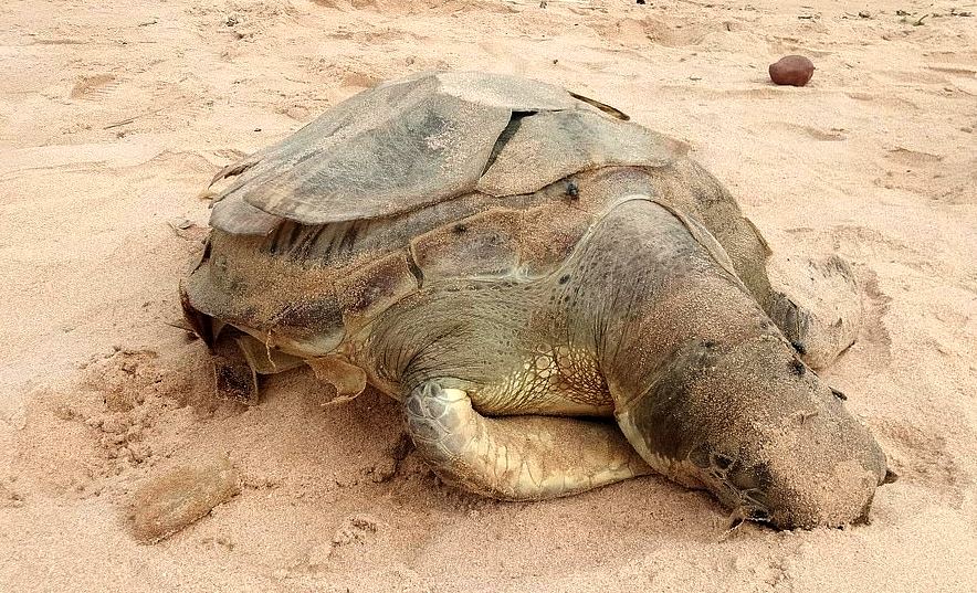 Dead sea turtle with stomach full of plastic on beach in Thailand