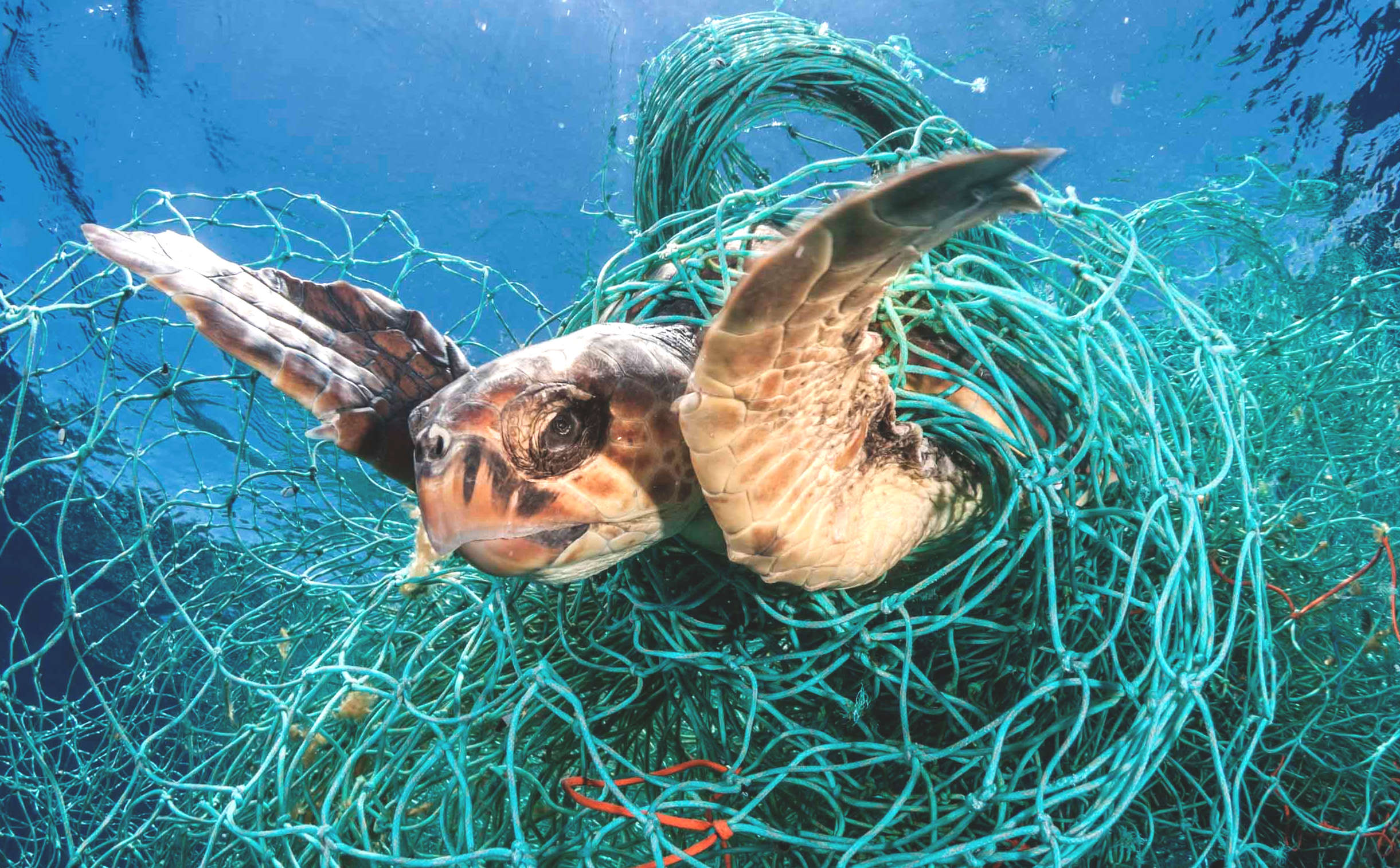 A green sea turtle drowns because fishermen discard nets and ropes, free of any consequences. How do they sleep at night. How do politicians sleep at night. Because, you don't make a fuss about it!